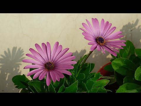 Video: Dimorphotheca Plant Info – Erfahren Sie mehr über den Anbau von Dimorphotheca-Pflanzen