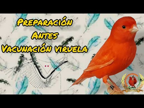 Vídeo: Com Retallar El Bec D’un Lloro