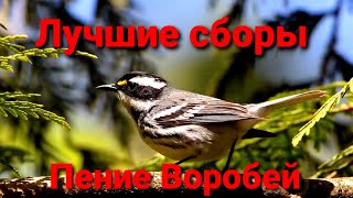 Булбул ноласи 2 энг зури 👍