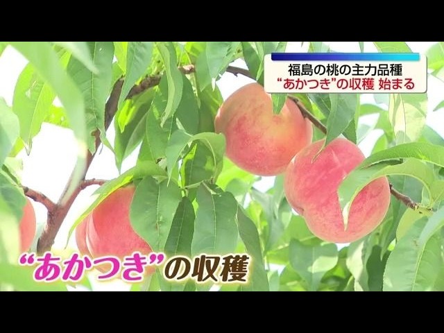 大人気の摘果キーツ❣️17kg❣️平均350g超え Harvesting Begins for Fukushima's Signature 