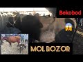 #Bekobod tumani Qo’shtamg’li Mol bozoridan Mollar narxlari!!!