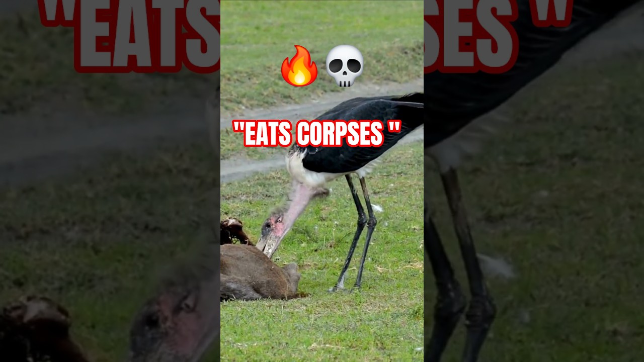 The Ugliest Bird Alive… and It Eats Corpses 💀🦅