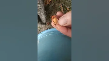 Извлечение семечко, из косточки, Слив