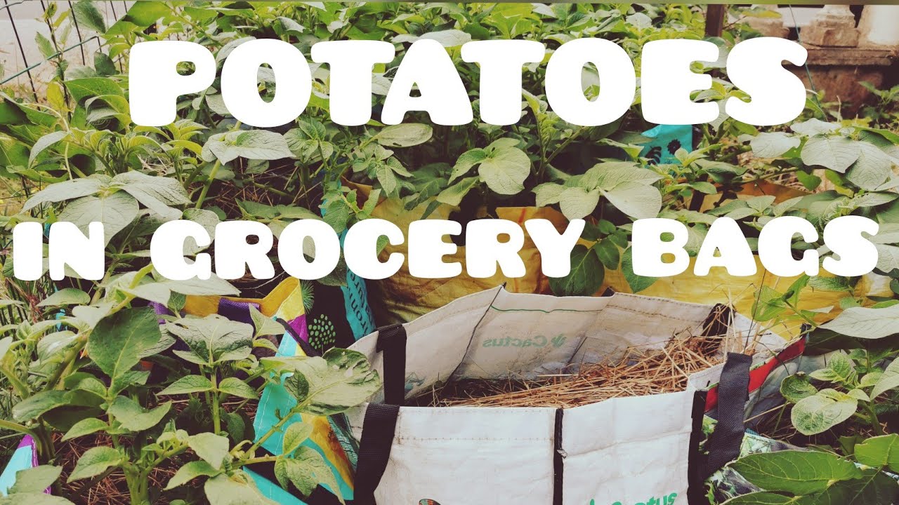 Growing Potatoes in Grocery Bags Part 1 YouTube