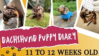 Our dachshund puppy's development at 11 to 12 weeks old | What to expect when your puppy is 12 weeks