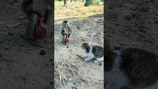 Best  Of Cute Sokhaa And Fun  Adorable Animal Will Make You Smile shorts
