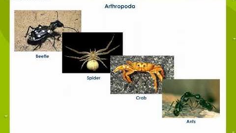 Classifications of Animals