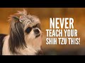 5 Things You Must Never Teach Your Shih Tzu