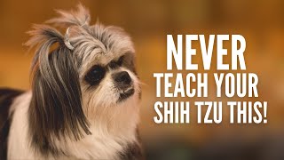 5 Things You Must Never Teach Your Shih Tzu