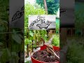sketsa gerak dasar bonsai #bonsai #nature #diy #bonsaimini