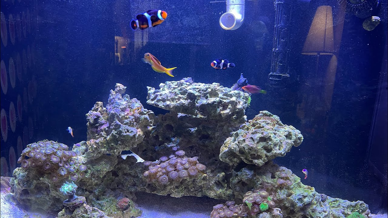 Photo inspiration: Gallery Detail: Our Saltwater Reef Tank