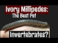 Ivory Millipedes: The Best Pet Invertebrate?