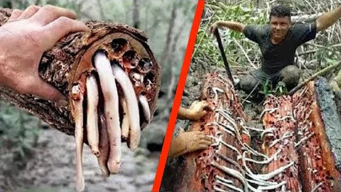 Come si chiamano gli esperti coltivatori di alberi?