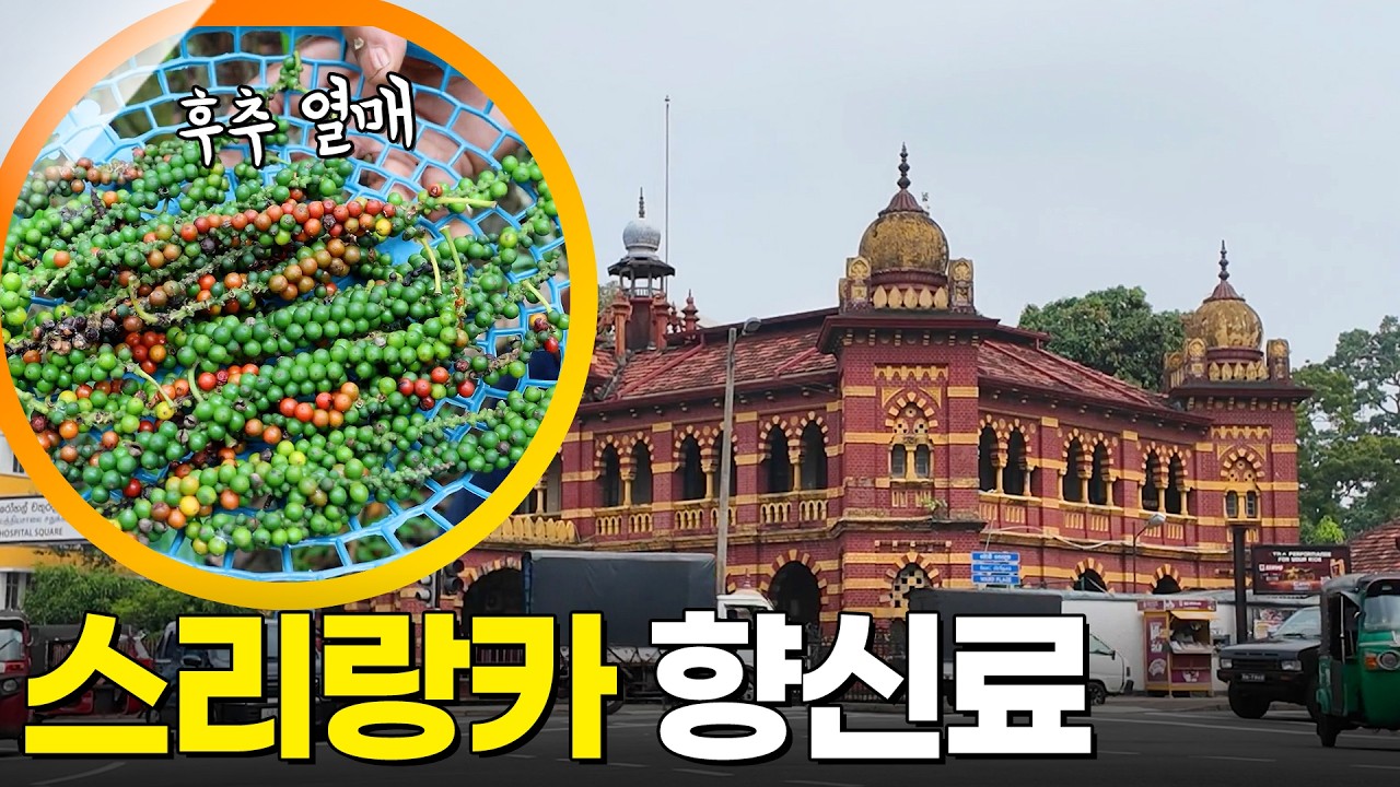 스리랑카에서 꼭 사야 할 것은 이것! 스리랑카 향신료 여행 [걸어서세계속으로] KBS 260301 방송