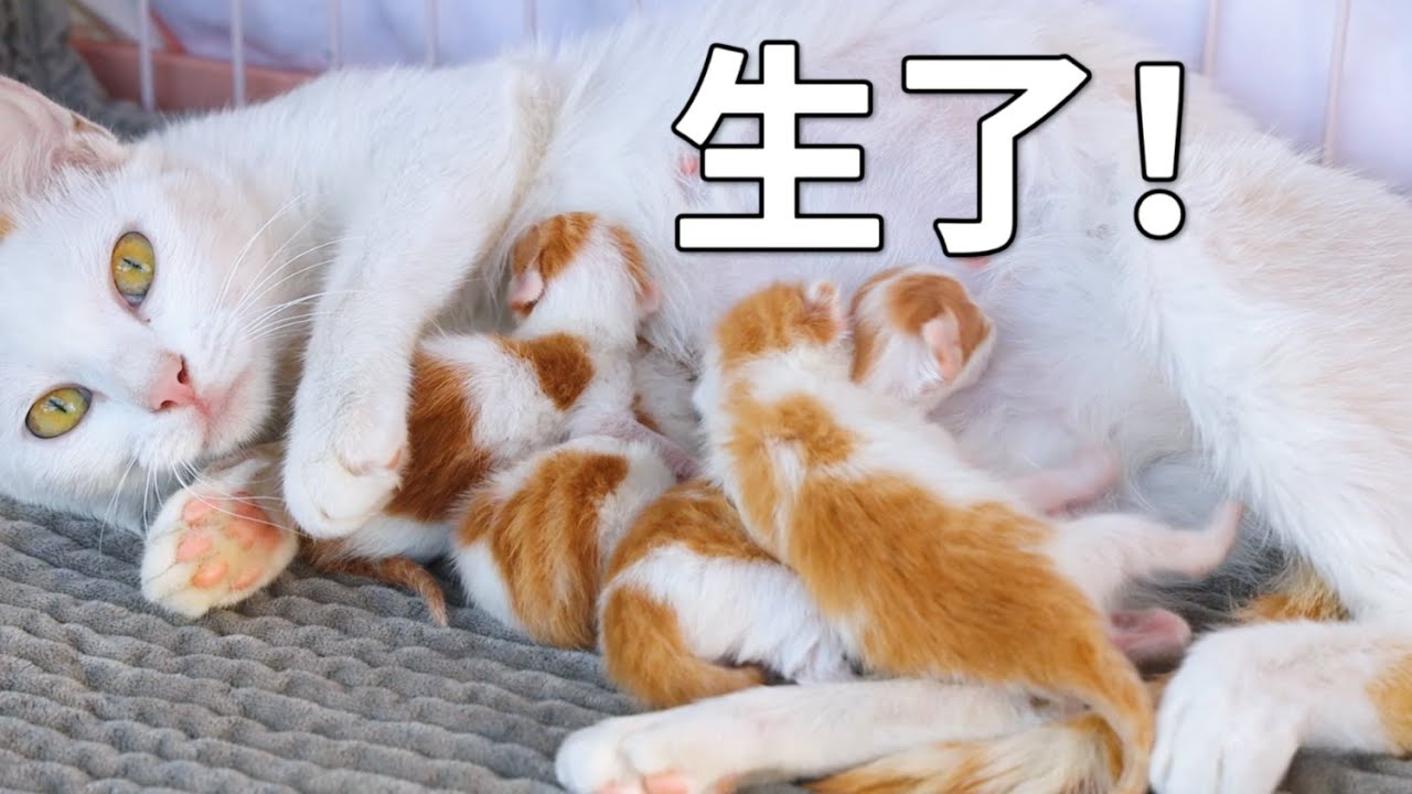 流浪貓分娩前向人類求助，獲救后順利產下四隻幼崽｜李喜猫