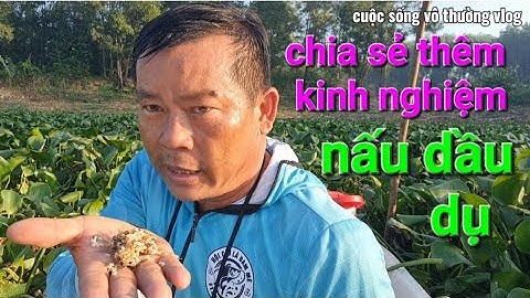 câu cá sặc rằn, buổi chiều cá ăn rất mạnh, chia sẻ thêm kinh nghiệm nấu dầu dụ
