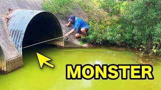 How many MONSTER FISH are in ONE STORM SEWER???!