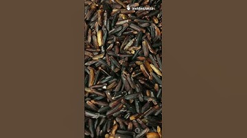 Sorghum: 10 Facts You Didn’t Know #shorts #glutenfree #healtyfood