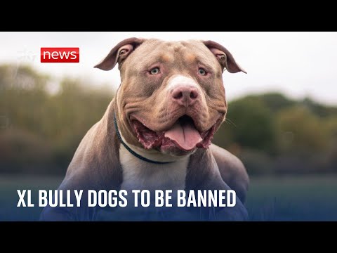 BREAKING: XL Bully dogs to be banned in England & Wales - The Global Herald