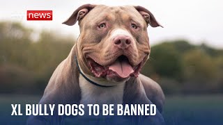 XL Bully dogs to be banned in England & Wales