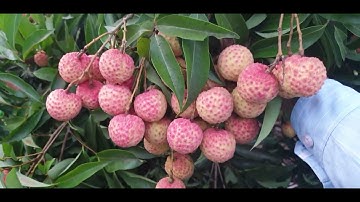 Nắng Nóng 39 Độ - Kiểm Tra Xem Vải Thanh Hà Cháy Vỏ Thế Nào I Luc Ngan Lychee I Núi Đồi Lục Ngạn