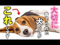 大切に育てられた幸せな犬だけに見られる１８の共通点