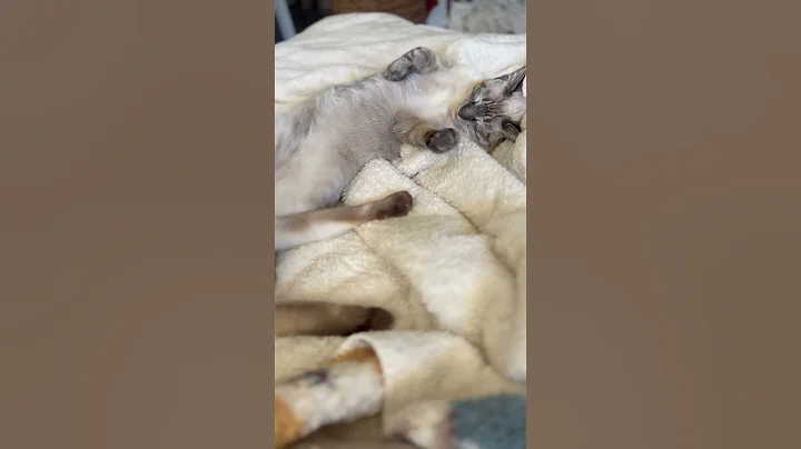 Watch the video about Rise and shine 🌞 #cats #siamese #kittens #shortsfeed #siamesecats #catvideos #shorts #viralshort