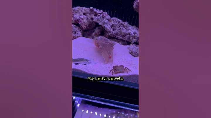 墨魚吃東西的時候也太帥了！ - 天天要聞