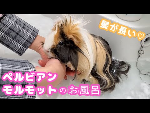 長毛モルモットの飼い方：魅力から毎日のお手入れまで完全ガイド