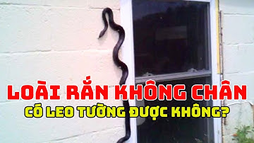 Rắn Có leo Tường Được Không? Loài Rắn Bò Lên Tường Ra Sao?