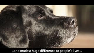 Therapy dog Sabby received the PDSA Order of Merit