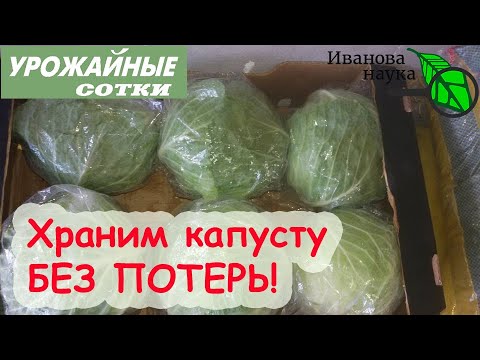 Video: Колраби үрөнүн көбөйтүү - Колрабини үрөндөн баштоо боюнча кеңештер