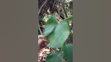 Lá Cây Huyết Đằng tác dụng bổ máu