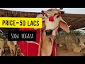 Asia biggest  sibbi bull of 2021|| live soda vlog