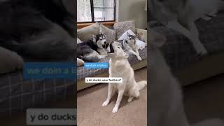 My Husky telling a Joke to other huskies #Shorts