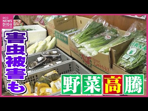 【野菜高騰】人参・トマト・ほうれん草は高値続く　野菜価格の現状＆今後の見通し　夏の猛暑で白ネギには新たな害虫被害も