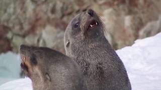 Birds Blues & Seals Rag from The Arctic & Antarctica film by Liss Ross, music by Milana Zilnik