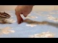 シマリスビッケと指人間 / Chipmunk and fingerman