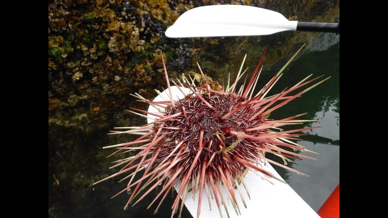 Liseron Trip #11 2017 - Sitka to Juneau