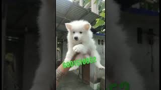 Assam German spitz dog puppy 6001510852
