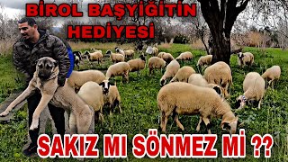 BÖYLE SAKIZ KOYUNU GÖRMEDİNİZ KOYUN BAŞI 3 KG SÜT ~ BİROL BAŞYİĞİTİN HEDİYESİ