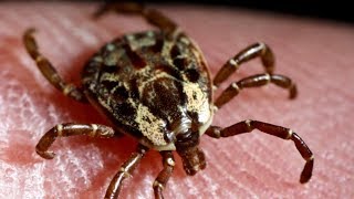 Big jump in tick population could spell trouble this summer