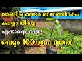 All Season Mango Tree Malayalam തായ് ലാൻഡ് മാവ്. എക്കാലവും മാങ്ങ. Peppan Agricultural Farm
