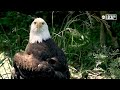 America's Bird: Meet the Bald Eagles at Houston Zoo
