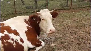 'i hupa 15 killa për 8 mujë n'gurbet...' / Banori i Kralanit që kujdeset për 13 lopë e 250 pula