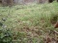 morilles dans le tarn a cotée de mazamet