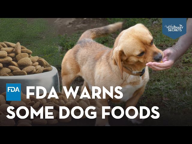 Cat Food Brands Dry Dog Food Linked To Heart Disease Heart