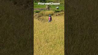 Cutting All By Hand - Rice Field Harvest 2023 - Western Cebu Philippines Travel 2023 #harvestchaser