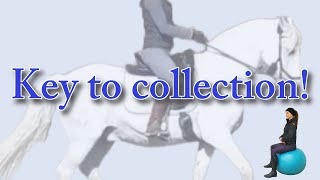 How To Collect The Horse Using Your Seat In Dressage? Science Based