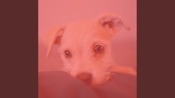 Pulsating Backdrops for Restless Puppies